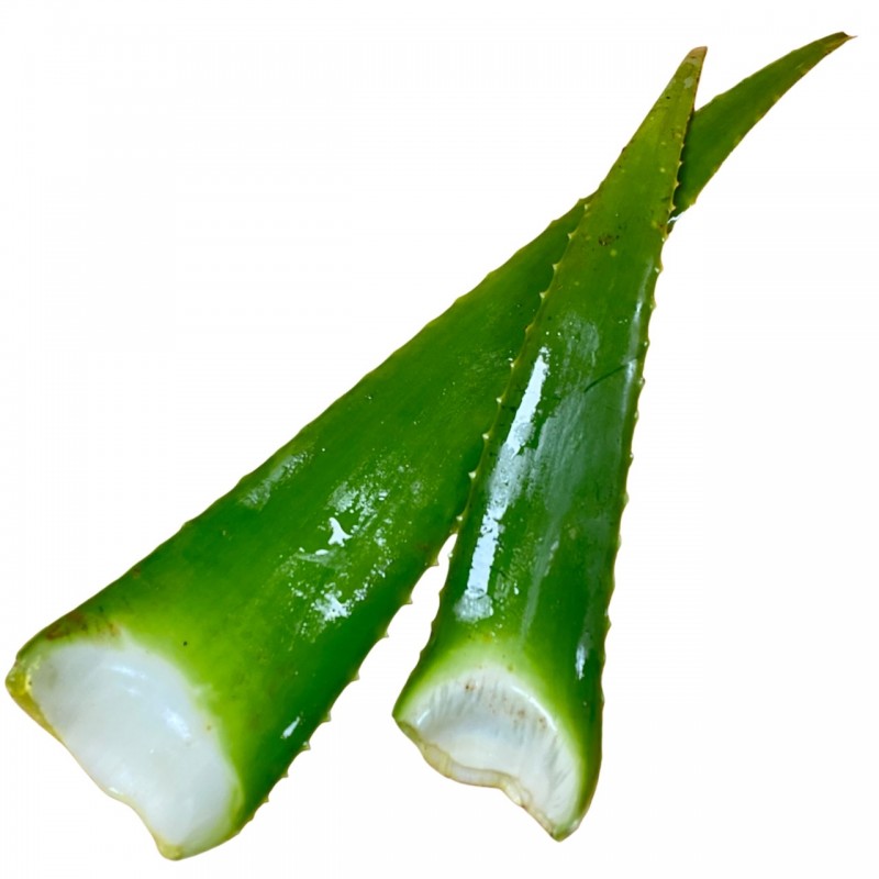 FULLES  D'ALOE VERA (KG)